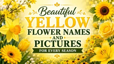 Beautiful Yellow Flower Names and Pictures for Every Season