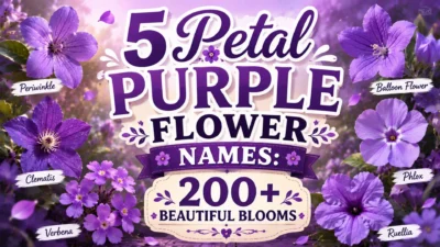 5 Petal Purple Flower Names 200+ Beautiful Blooms