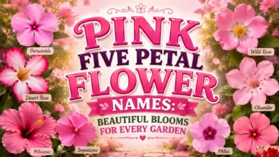 Pink Five Petal Flower Names Beautiful Blooms for Every Garden